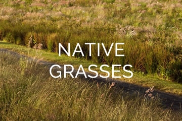 hydroseeding native grasses