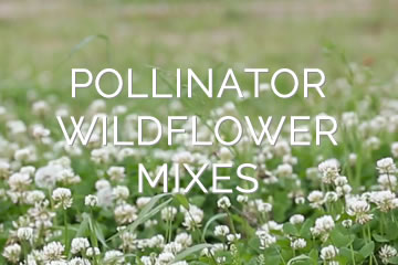 hydroseeding pollinator wildflower