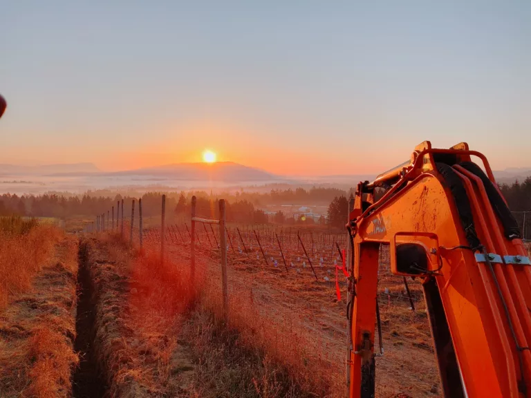 mostly orange image of sloping vineyard with setting sun, sea and mountains in background, excavator arm in foreground, showing a darkened trench on the ground